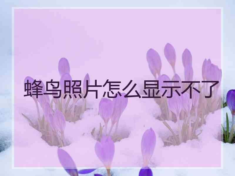 蜂鸟照片怎么显示不了