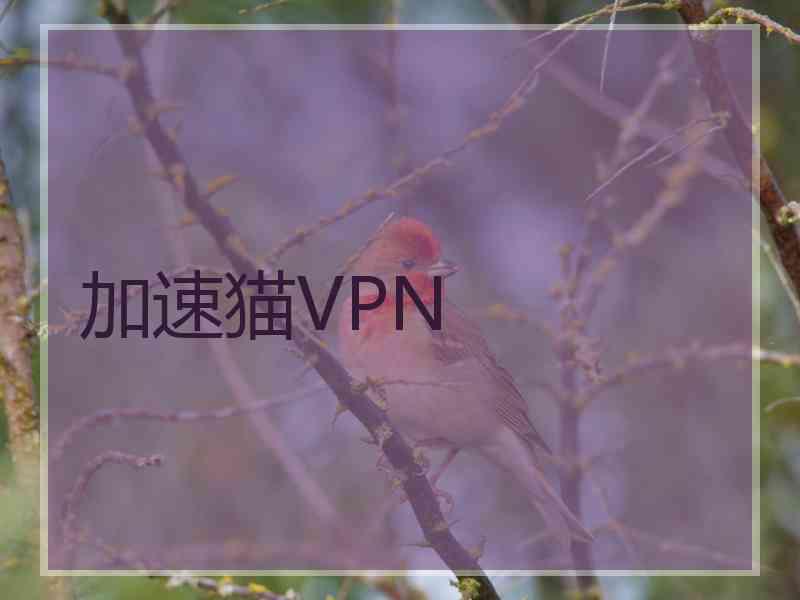 加速猫VPN