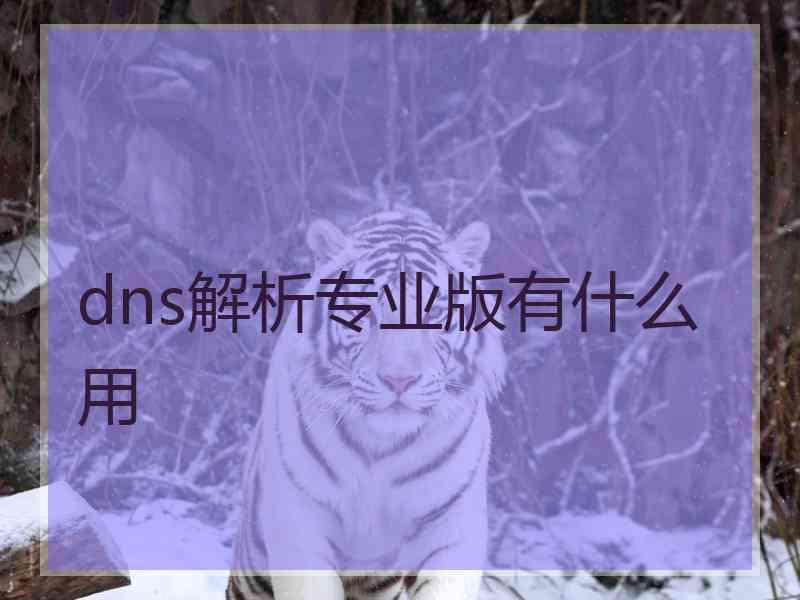 dns解析专业版有什么用