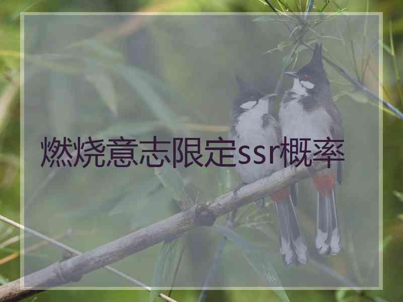 燃烧意志限定ssr概率