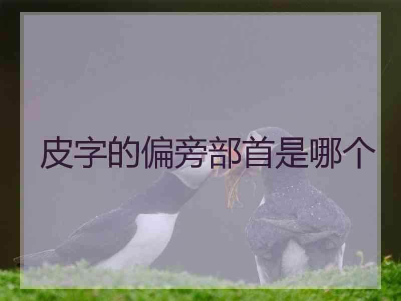 皮字的偏旁部首是哪个