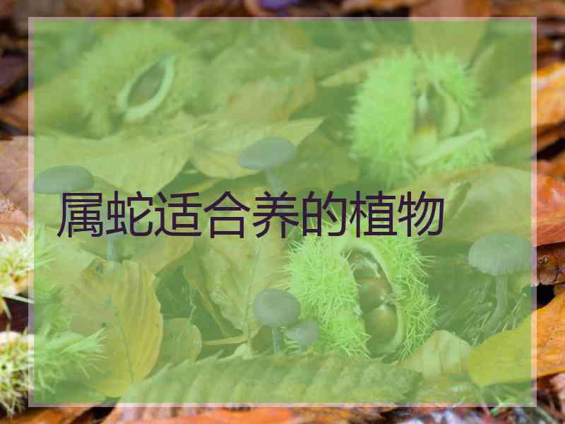 属蛇适合养的植物