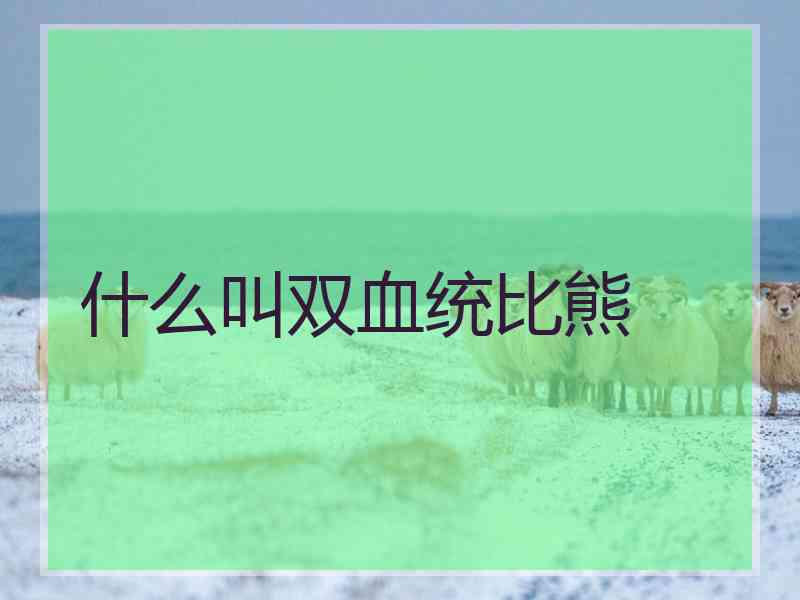 什么叫双血统比熊