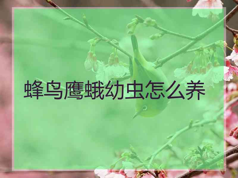 蜂鸟鹰蛾幼虫怎么养