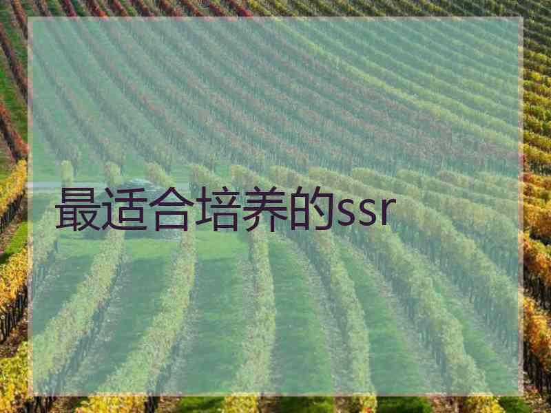 最适合培养的ssr