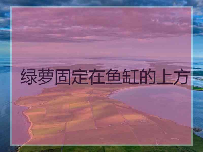 绿萝固定在鱼缸的上方