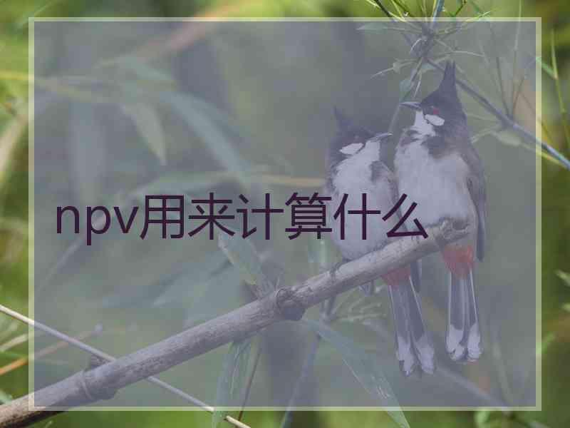 npv用来计算什么