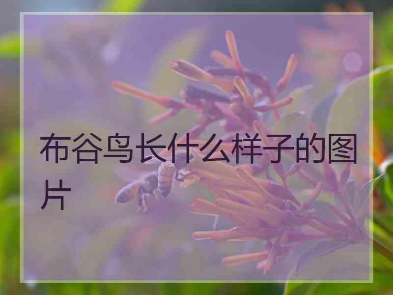 布谷鸟长什么样子的图片