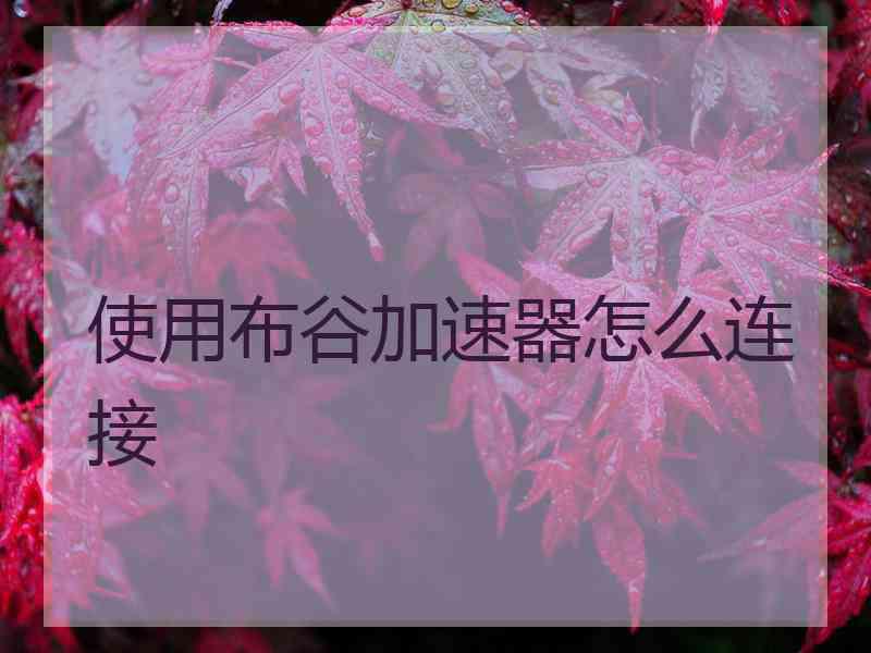 使用布谷加速器怎么连接