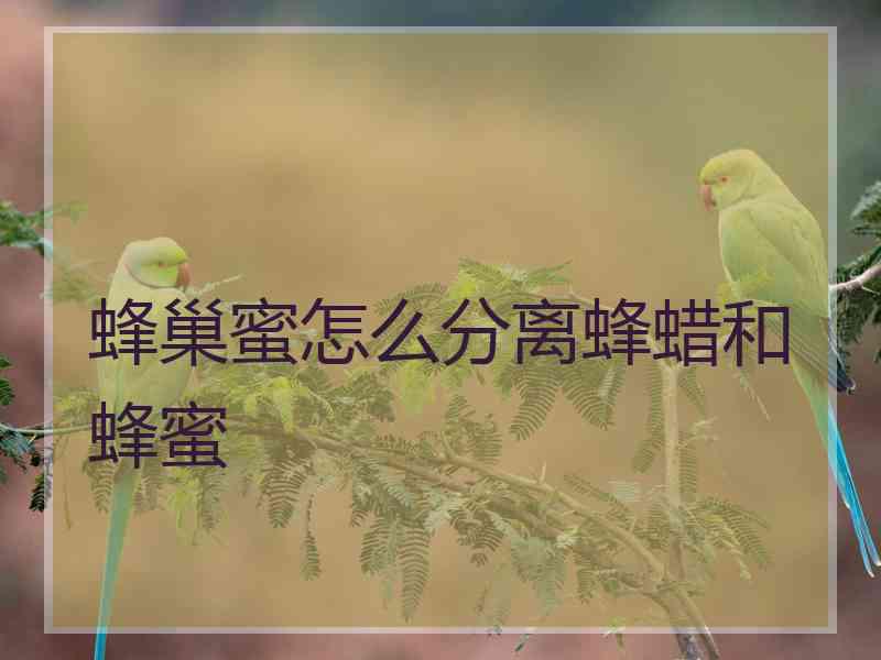 蜂巢蜜怎么分离蜂蜡和蜂蜜