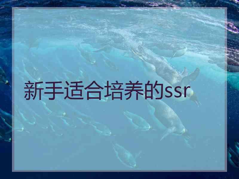 新手适合培养的ssr