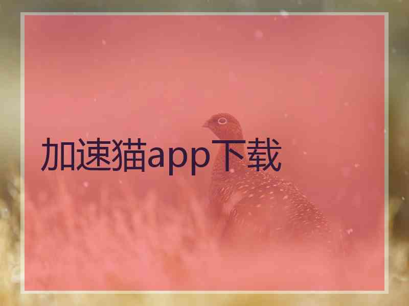 加速猫app下载