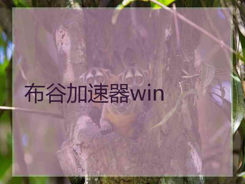 布谷加速器win