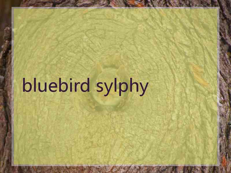 bluebird sylphy